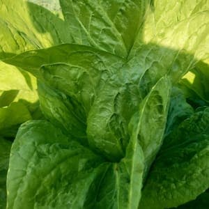 CHICORÉE PAIN DE SUCRE