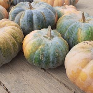 Petite courge musquée