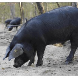 Logo de Le Noir du Picou- Carcassonne
