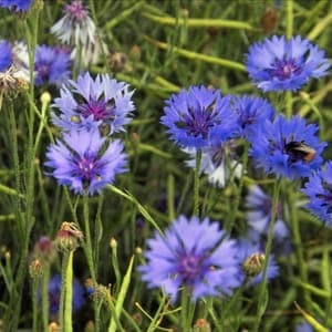 Plant de fleur Centaurée barbeau (Bleuet multicolore)