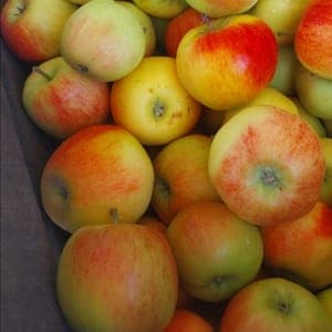 Pomme d'août (initiale)