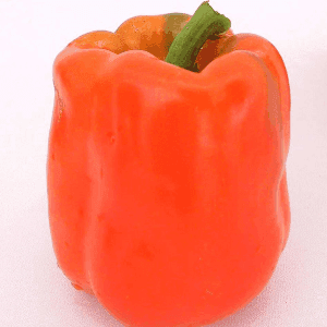 Plant de poivron Orange carré (California wonder)