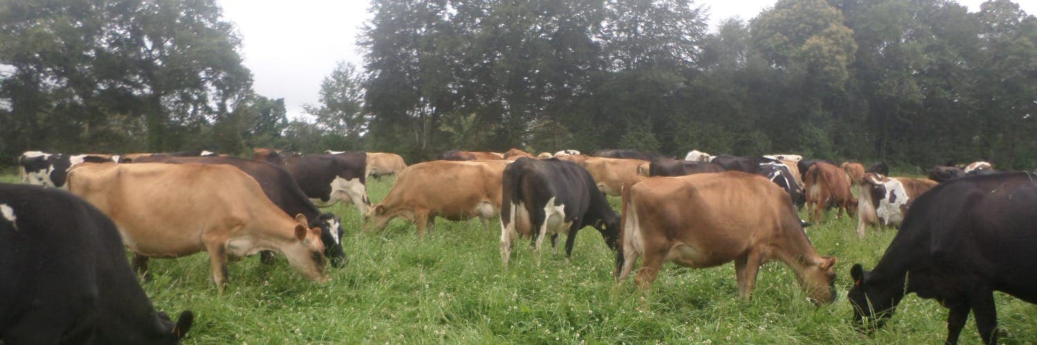 Bannière de l'épillet dans L'herbe