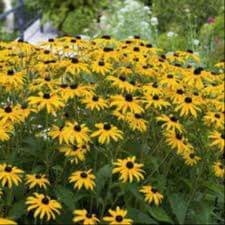 Plant de fleur Rudbeckia