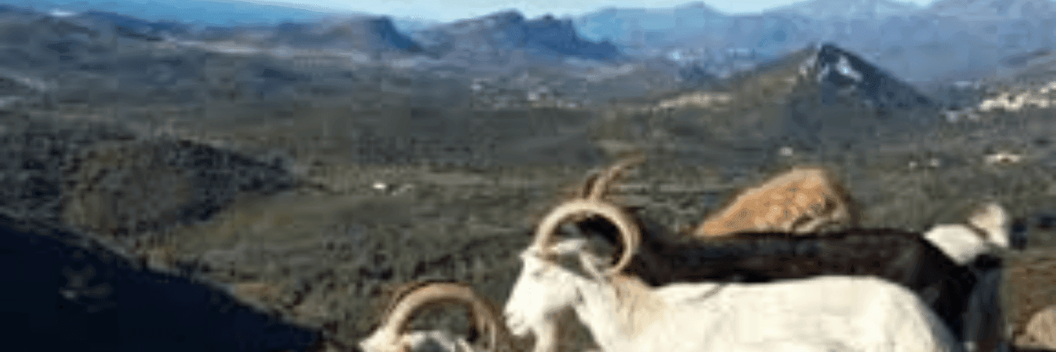 Bannière de Gaec di vallecalle