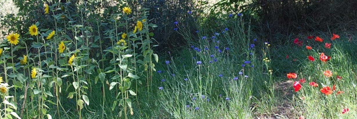 Bannière de Brins de Nature
