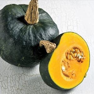 Plant de courge Buttercup