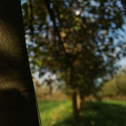 La Charrue Tordue La Charrue Tordue #5