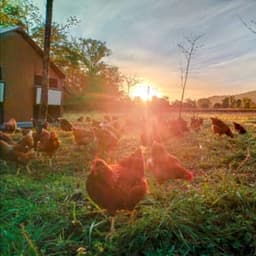 La ferme du Palassou La ferme du Palassou #0