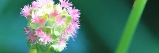 Bannière de Ferme La Pimprenelle Pourpre