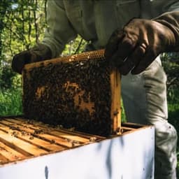 Secrets d'abeilles Secrets d'abeilles #8