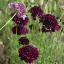 Plant de fleur Scabieuse des jardins