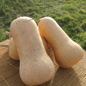 butternut