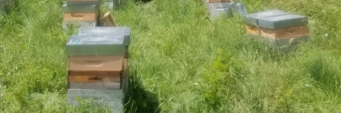 Bannière de Vincent Gobet Apiculteur