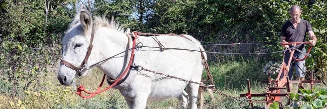 Bannière de La p'tite ferme pays'ânes