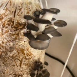 King Pleurote King Pleurote #5