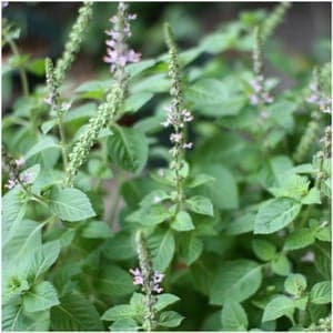 Plant d'aromatique Basilic Tulsi (Basilic sacré)