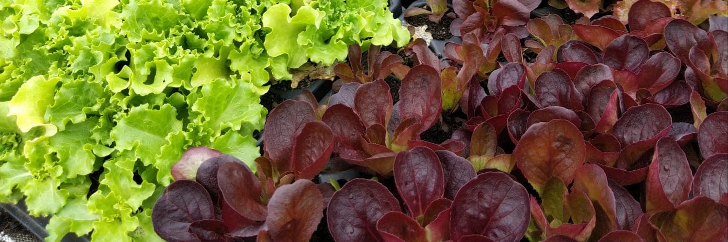 Bannière de La Ferme de Canou