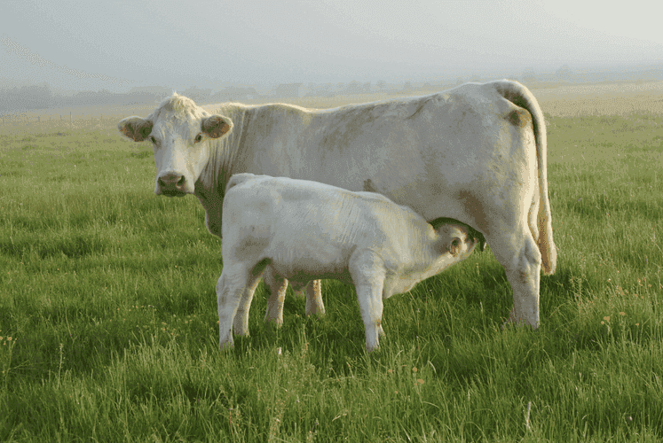 Bannière de GAEC Henriot