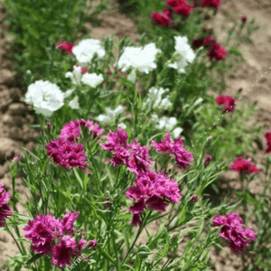 Plant de fleur Oeillet de Chine
