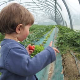 Logo de La ferme du petit tracteur - point de retrait à la ferme