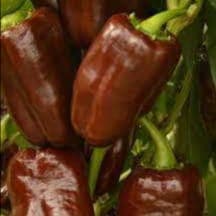 Plant de poivron Chocolat doux