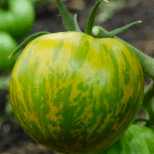Plant de tomate Green Zebra