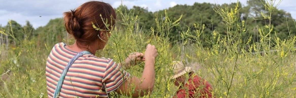 Bannière de Piquemouche Plantes aromatiques