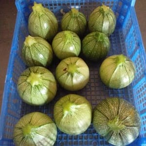 COURGETTES RONDES