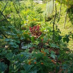 le jardin croque'ta graine le jardin croque'ta graine #6