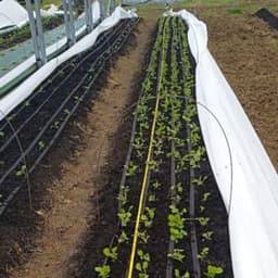 Les Jardins de Falune Les Jardins de Falune #4