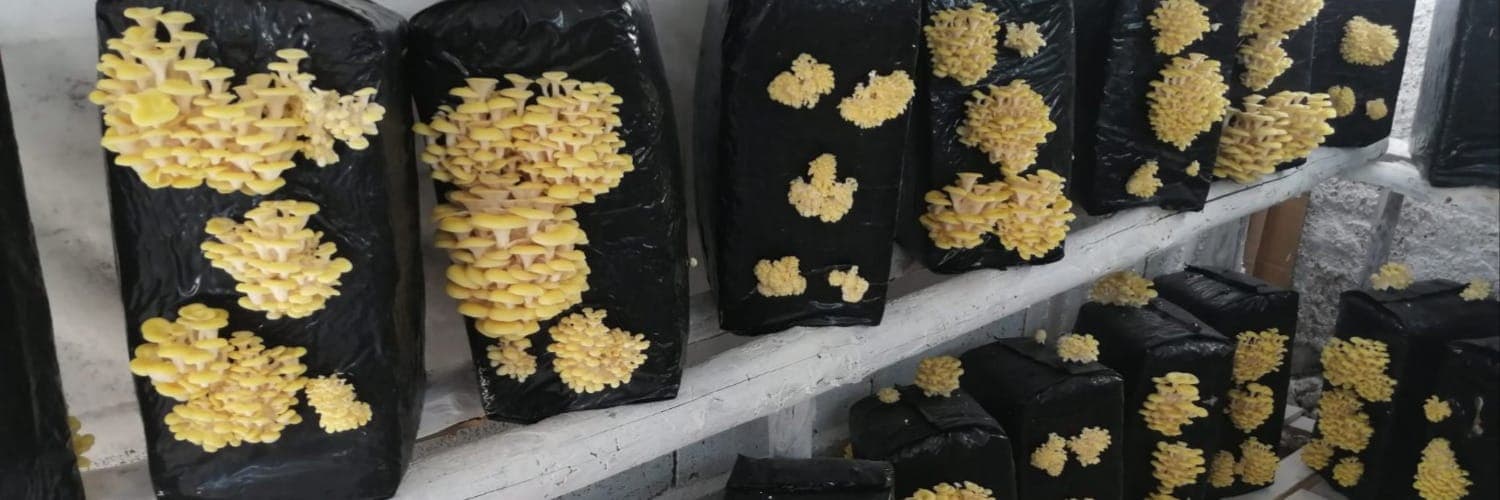 Bannière de Les Champignons de Ladignac