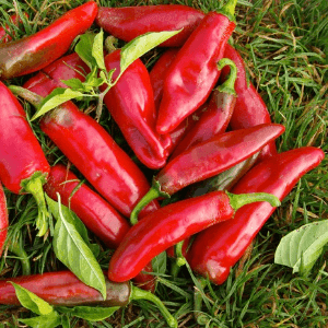 Plant de piment d’Espelette