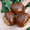 CHATAIGNES BIO - BOUCHE DE BETIZAC