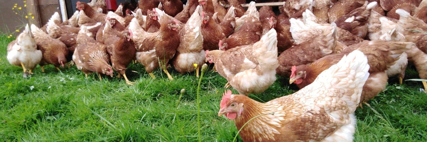 Bannière de A la Ferme d'Adèle