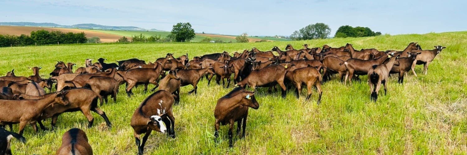 Bannière de GOAT FAMILY