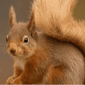 Logo de Le panier de l'Ecureuil