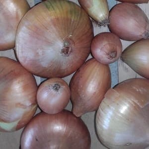 oignon