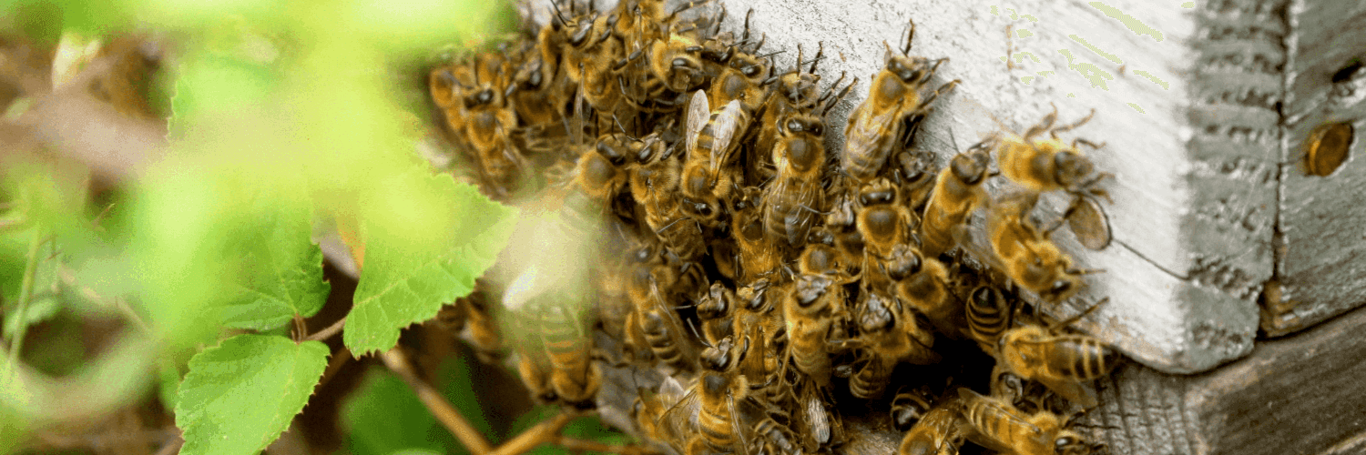 Bannière de Le temps Dz'abeilles