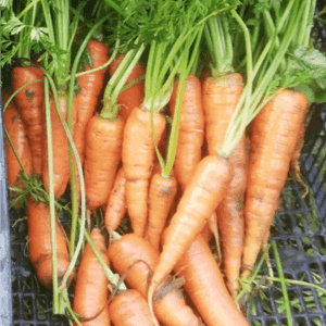 Carotte botte