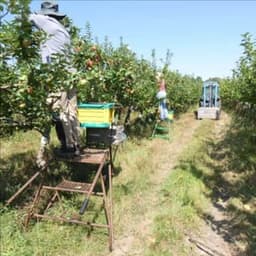 La Branche à Fruits La Branche à Fruits #6
