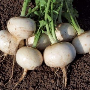 Navet blanc snowball