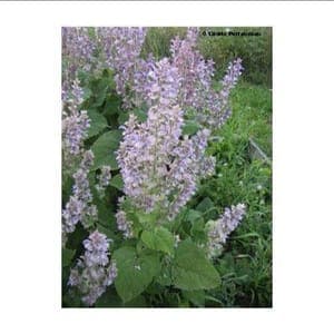 Plant de vivace Sauge sclarée