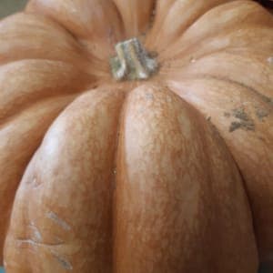 COURGE MUSCADE TRANCHÉE