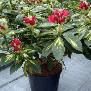 Rhododendrons 60 cm