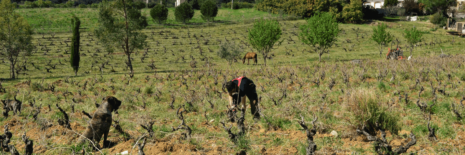 Bannière de Clos Mané