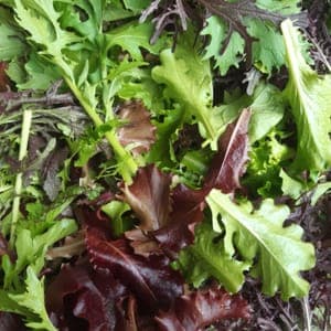 MESCLUN ASIATIQUE