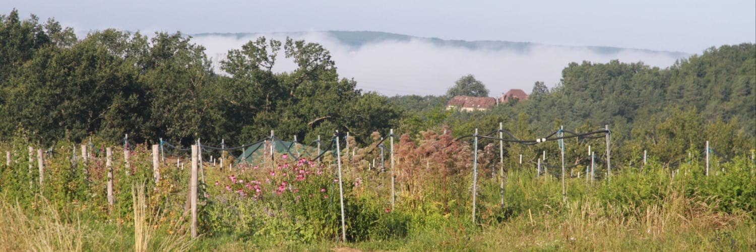 Bannière de Les Simples de Sophie