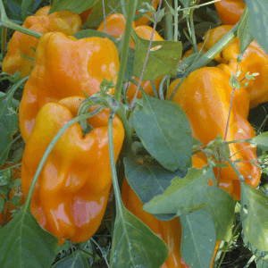 Plant de poivron Marseillais