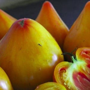Plant de tomate Coeur de Boeuf Ananas